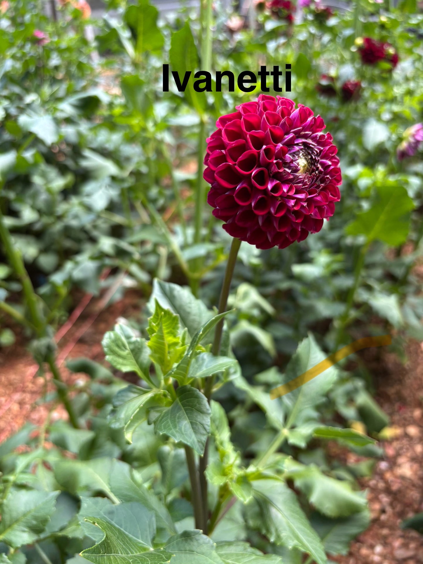 Ivanetti Dahlia Tuber