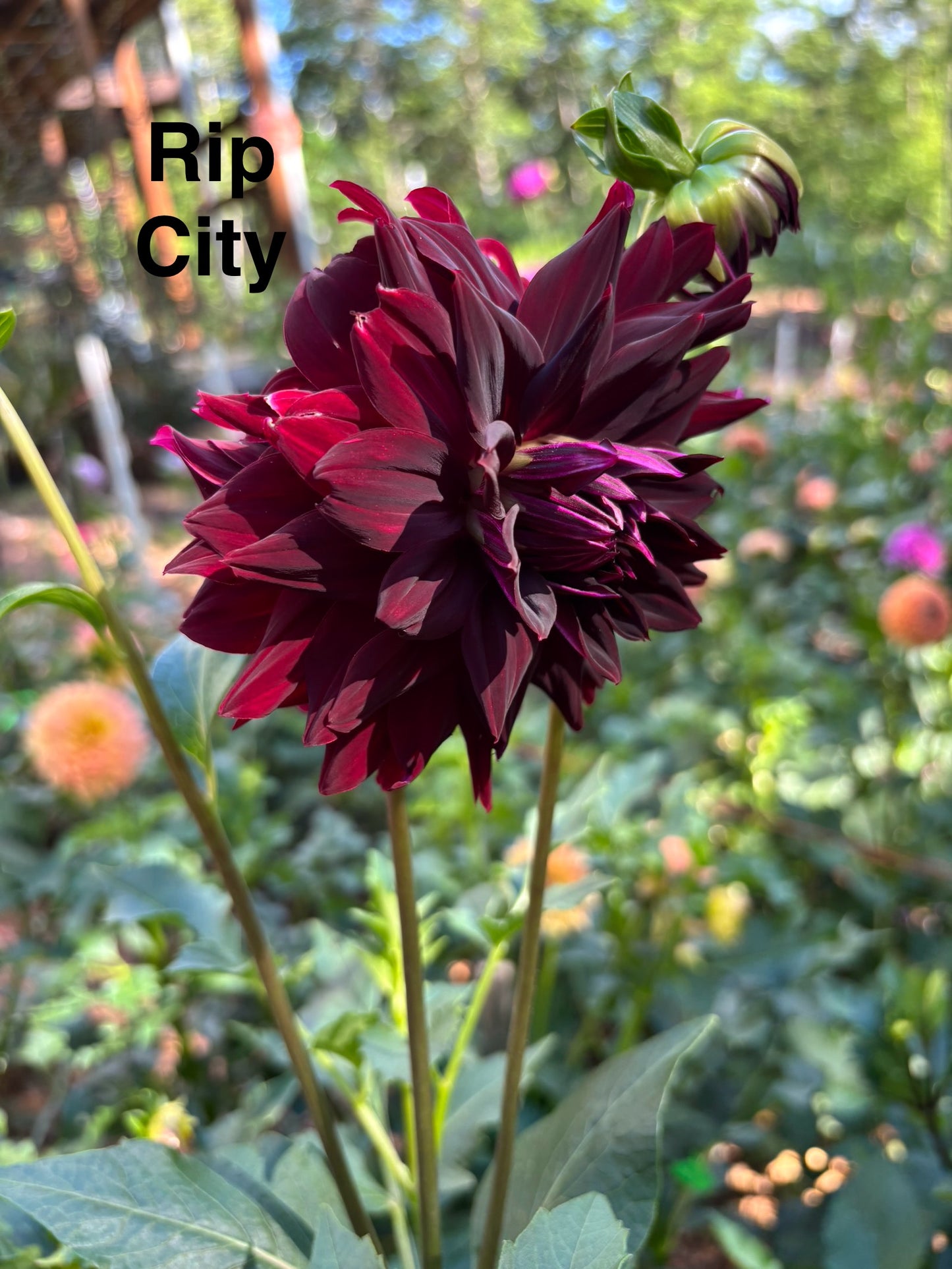 Rip City Dahlia Tuber