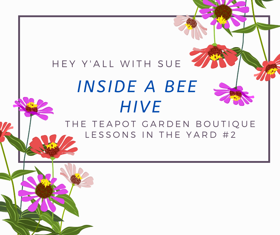 Hey Y'all with Sue - Inside a Beehive
