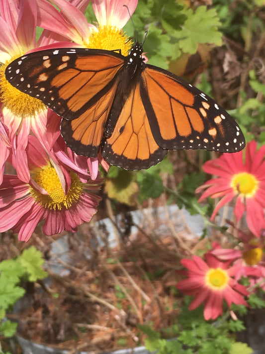 Taking that first step...