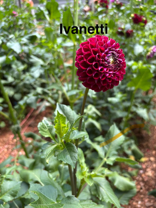 Ivanetti Dahlia Tuber
