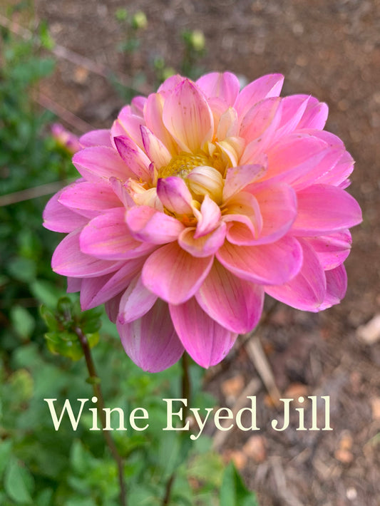 Wine Eyed Jill Dahlia