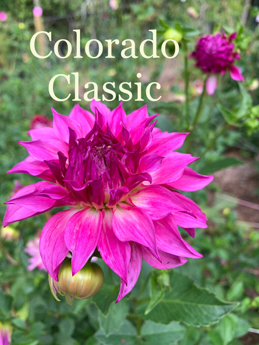 Colorado Classic Dahlia Tuber