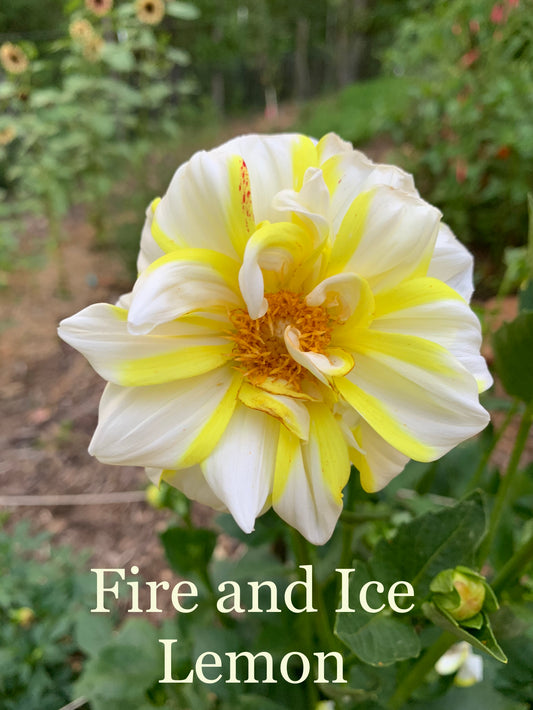 Fire and Ice Lemon Dahlia